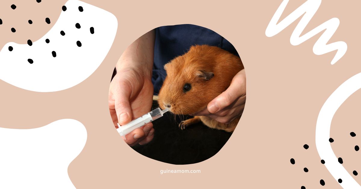 How To Hydrate A Guinea Pig