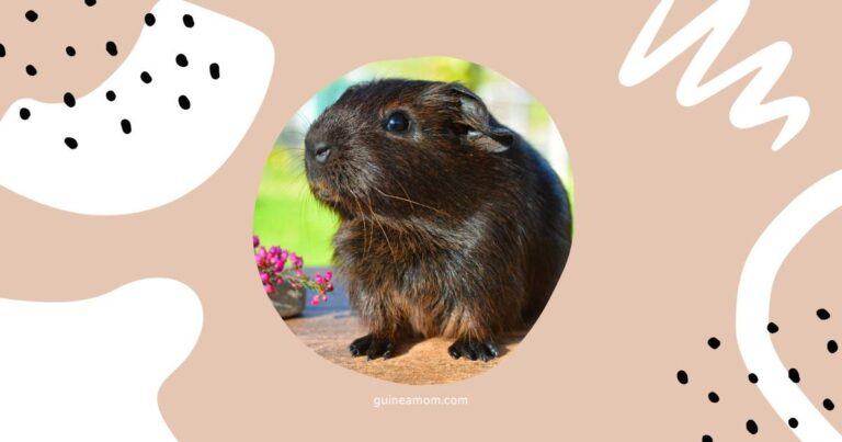 How To Keep Guinea Pigs Cool In Summer