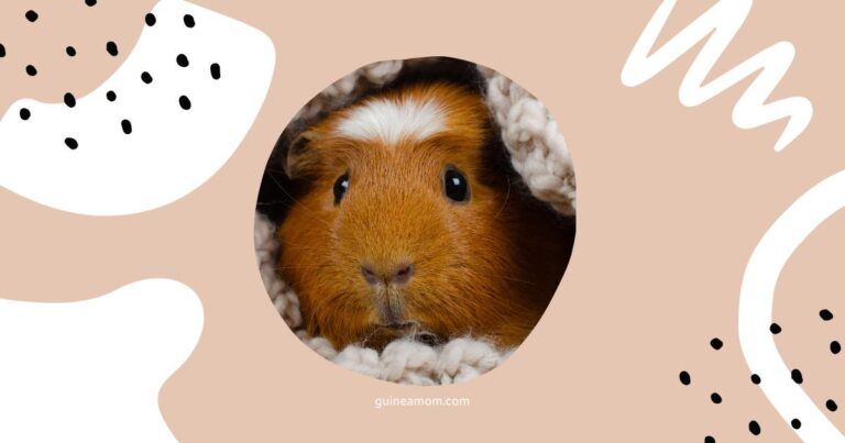 How To Keep Guinea Pigs Warm In Winter