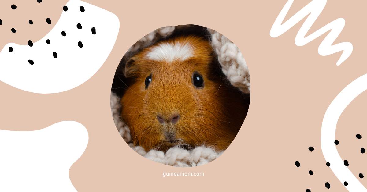 How To Keep Guinea Pigs Warm In Winter