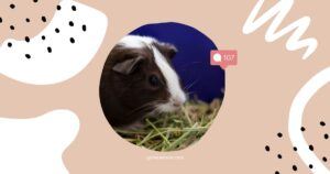 Oat Hay For Guinea Pigs