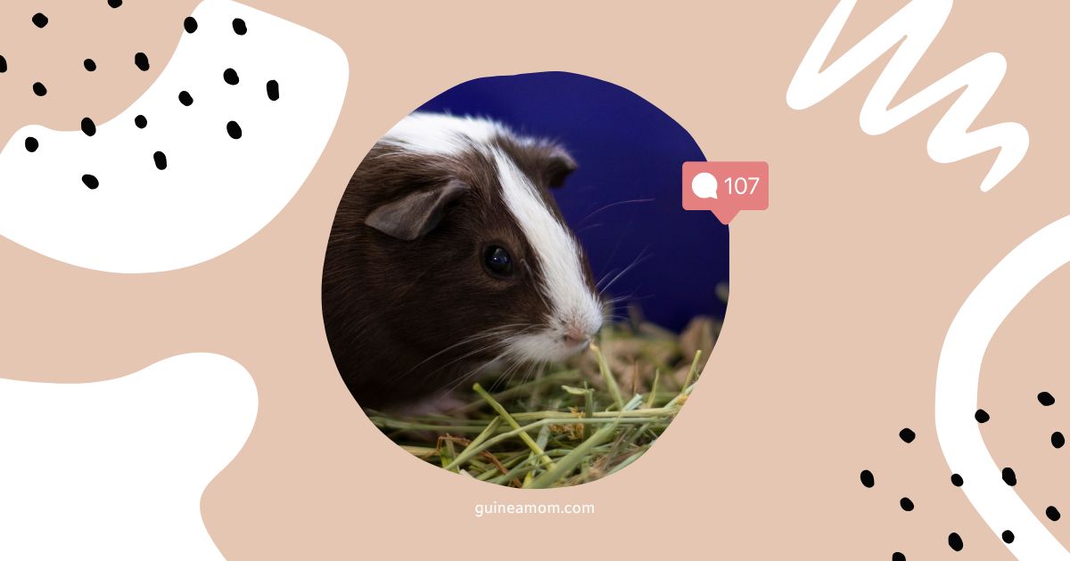 Oat Hay For Guinea Pigs