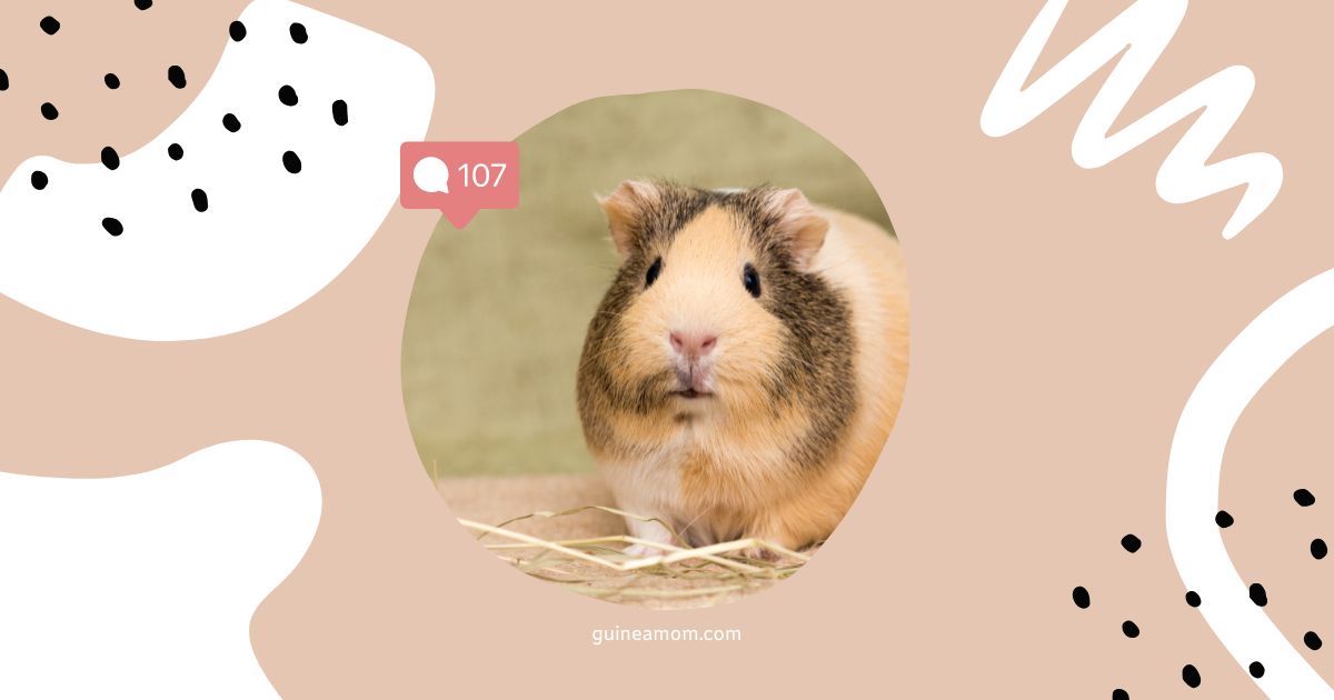 Signs Of Dehydration In Guinea Pigs