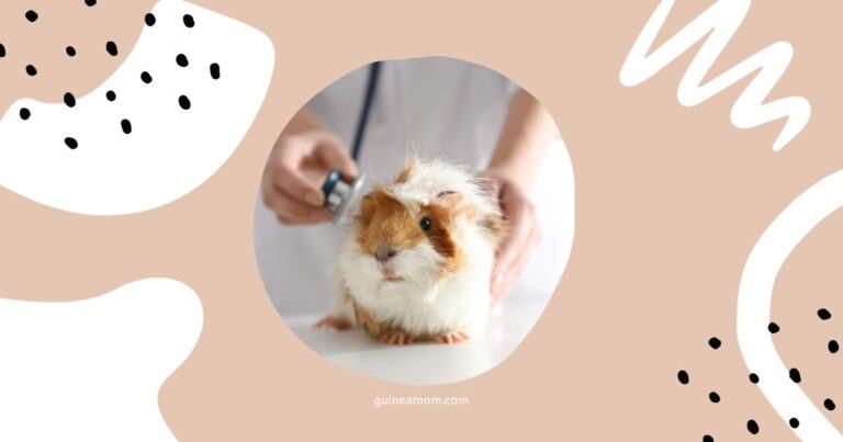 Symptoms Of Vitamin C Deficiency In Guinea Pigs