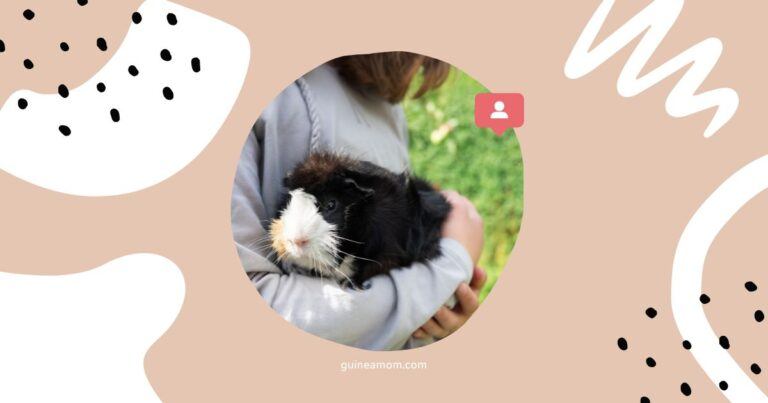 Top Tips For Guinea Pig Care