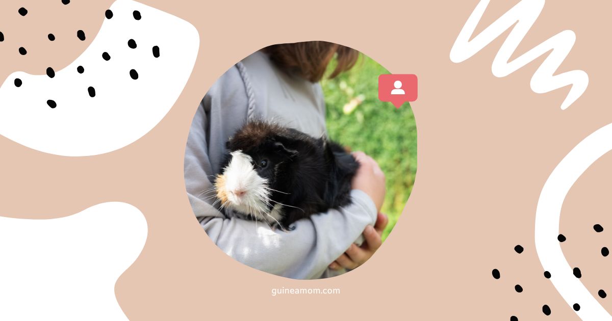 Top Tips For Guinea Pig Care