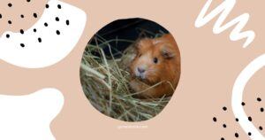 Which Cut Of Hay Is Best For Guinea Pigs?