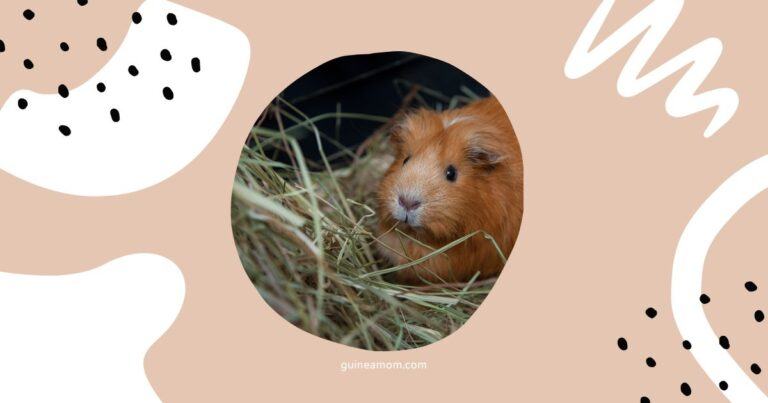 Which Cut Of Hay Is Best For Guinea Pigs?