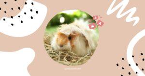Best Hay For Guinea Pigs: A Buying Guide