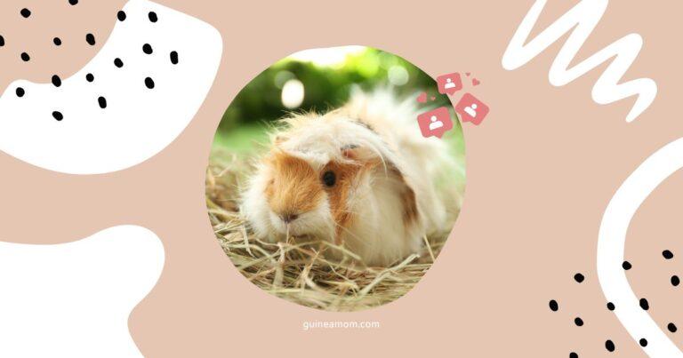 Best Hay For Guinea Pigs: A Buying Guide