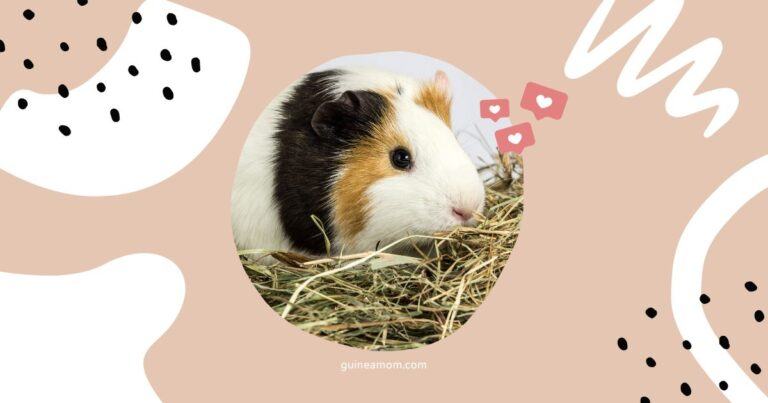 How much hay do guinea pigs need?
