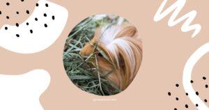 Meadow Hay For Guinea Pigs