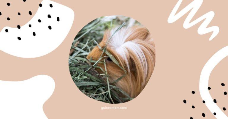 Meadow Hay For Guinea Pigs