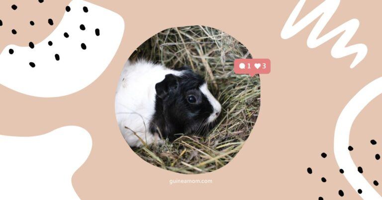 Orchard Grass Hay For Guinea Pigs