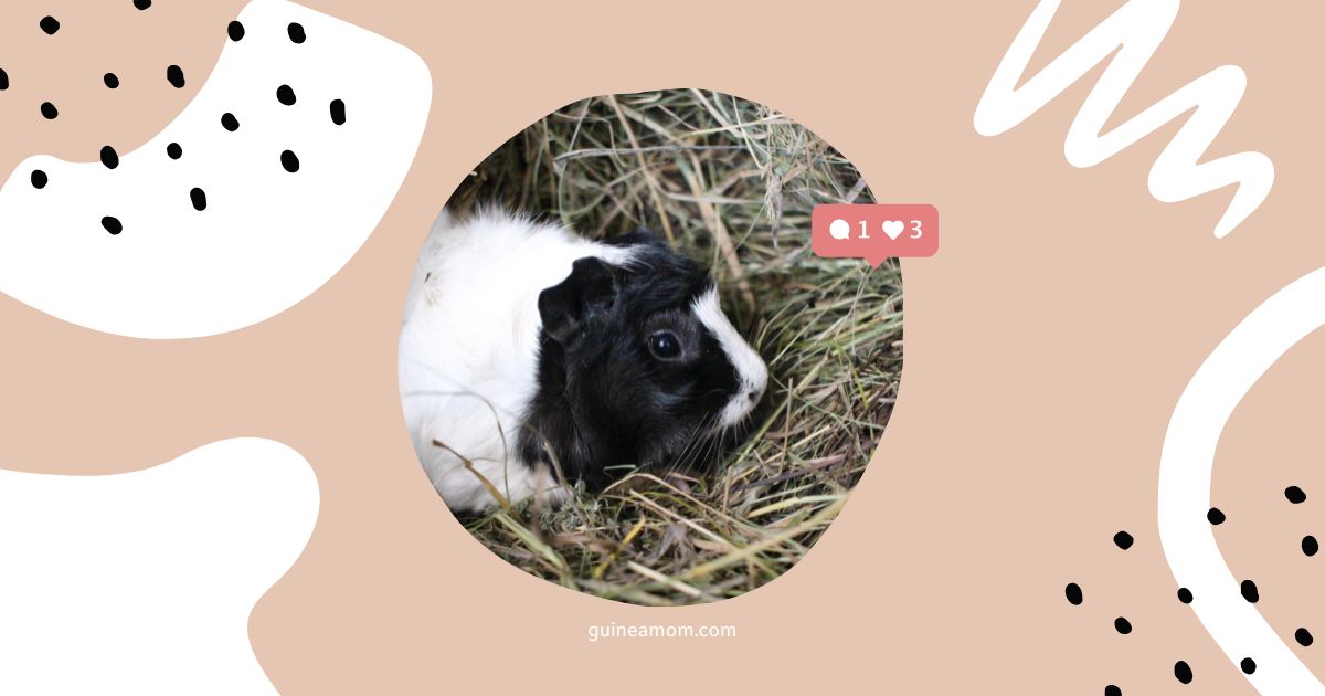 Orchard Grass Hay For Guinea Pigs