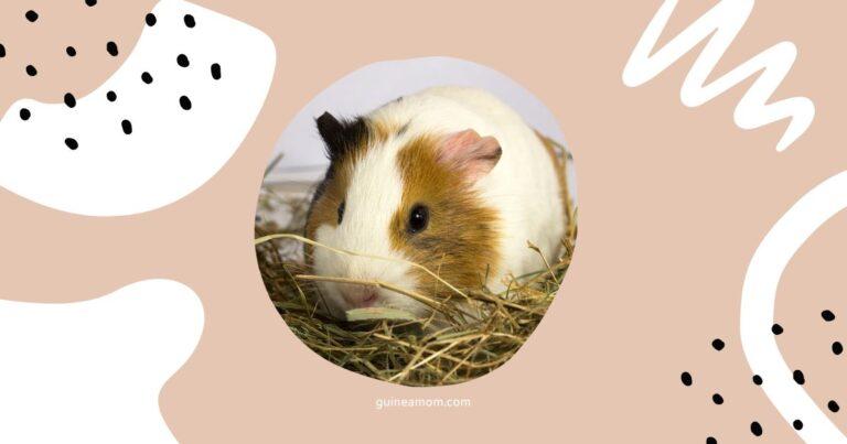 Why Do Guinea Pigs Need Hay?